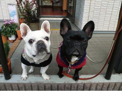 千葉県松戸市のトリミングサロン 犬の美容室 ロコのサムネイル2枚目