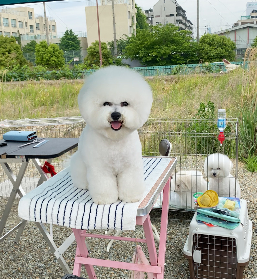 トリミングサロン DogSpaSalonパチャママのトリミングカット-3215の1枚目