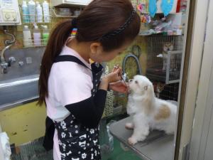 東京都台東区のトリミングサロン 犬の床屋さん浅草のサムネイル2枚目