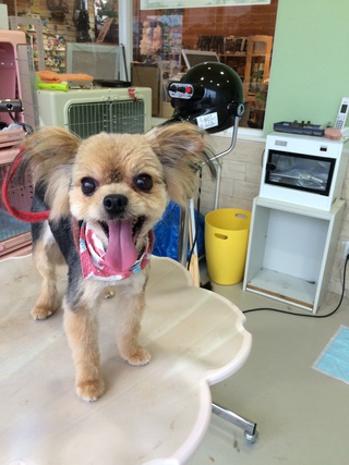 トリミングサロン ミルク　袋井店のトリミングカット-3189の1枚目