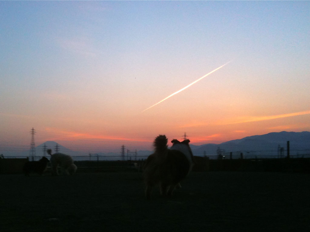 神奈川県平塚市のトリミングサロン MerryJoy Dog Fieldの4枚目