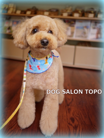 兵庫県宝塚市のトリミングサロン Dog Salon TOPOのサムネイル1枚目