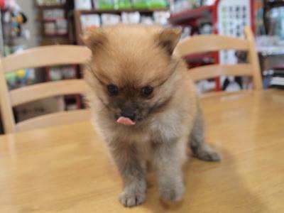 トリミングカット PET'S FAN(ペッツファン)の1枚目