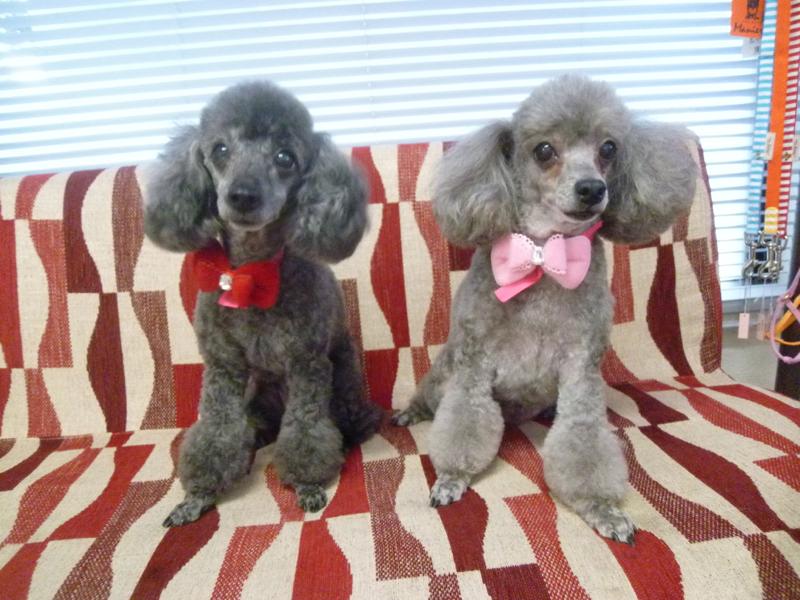 トリミングサロン 犬の美容室　CoCoのトリミングカット-3348の1枚目