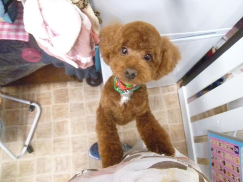 トリミングサロン 犬の美容室　CoCoのトリミングカット-3333の1枚目
