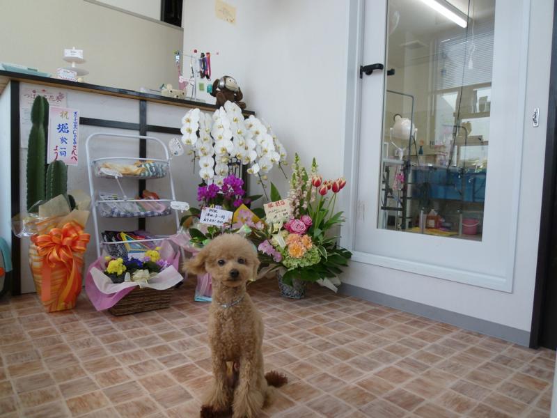 愛媛県松山市のトリミングサロン 犬の美容室　CoCoのサムネイル2枚目