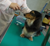ドッグサロン ベルーガ ワンちゃんの健康を第一に考えます トリミングサロンの予約 検索ならトリムトリム