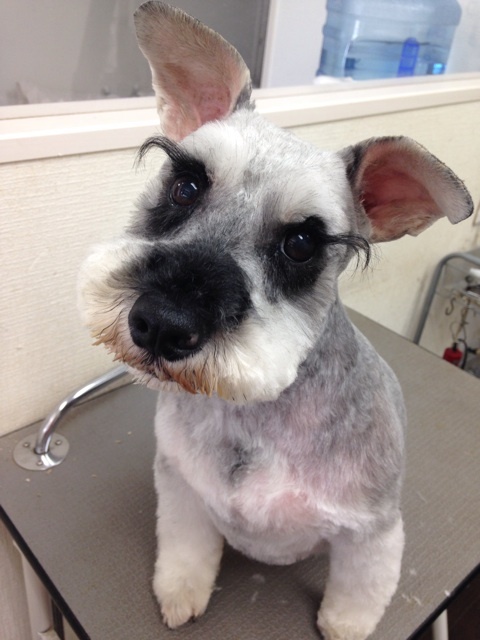 トリミングサロン 犬の美容室Love and Peaceのトリミングカット-3365の1枚目