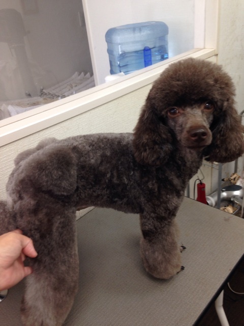 トリミングサロン 犬の美容室Love and Peaceのトリミングカット-3361の1枚目