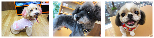トリミングサロン Dogsalon cherie 泉店のトリミングカット-3391の1枚目