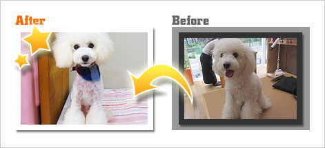 トイプードルのトリミングカット Dogsalon cherie 泉店の1枚目