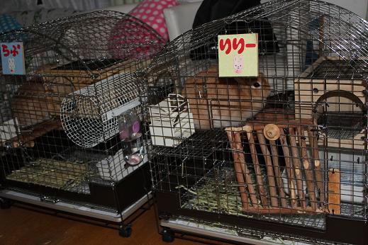 愛知県一宮市のトリミングサロン ペットショップラブリー犬猫美容室の3枚目