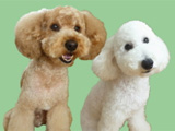 トリミングサロン もふもふのトリミングカット-3324の1枚目