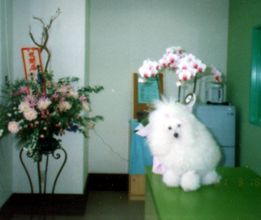 福島県いわき市のトリミングサロン 愛犬のカットルーム美萌のサムネイル2枚目