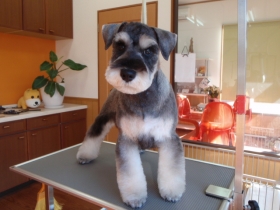 トリミングサロン Dog Grooming & Hotel MANDIのトリミングカット-3368の1枚目