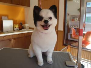 トリミングサロン Dog Grooming & Hotel MANDIのトリミングカット-3373の1枚目