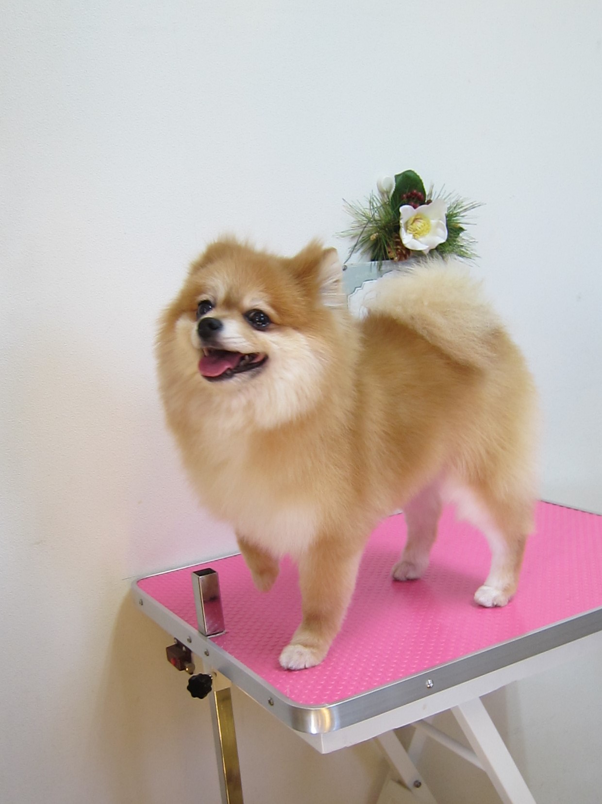 ポメラニアンのトリミングカット Dog Salon 犬のしっぽの1枚目