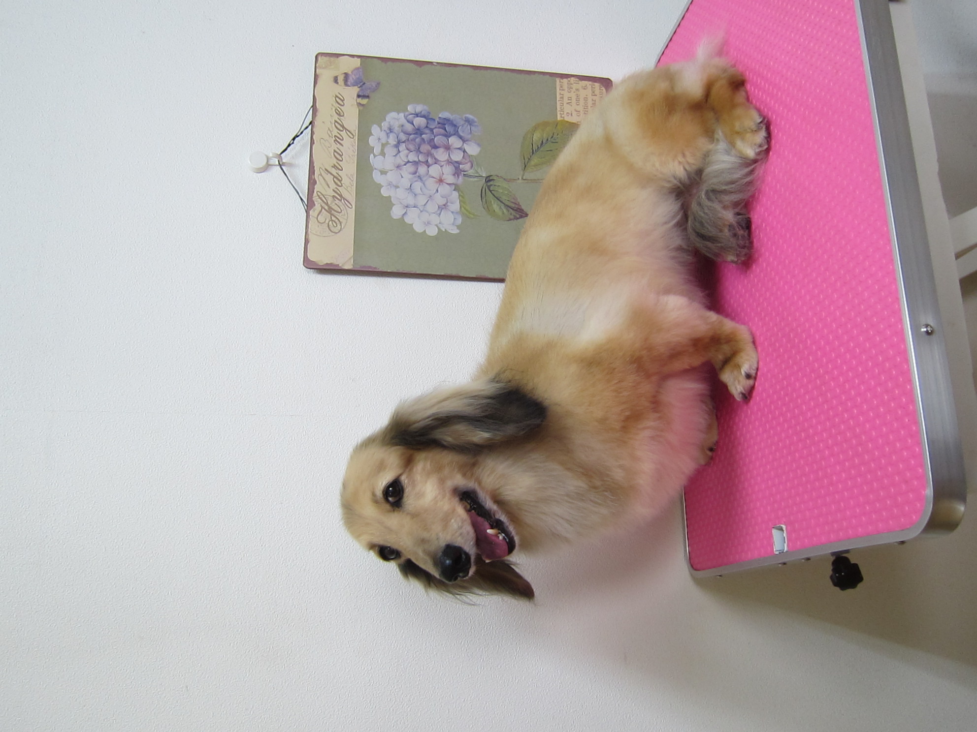 トリミングサロン Dog Salon 犬のしっぽのトリミングカット-3445の1枚目