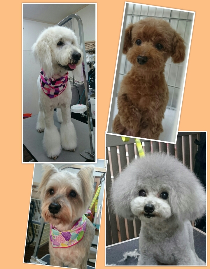トリミングカット Dog Salon MERRY DOLLの1枚目