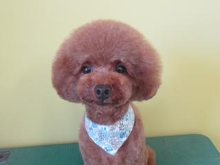 トイプードルのトリミングカット Dog cafe&salon Luana～ルアナ～の1枚目