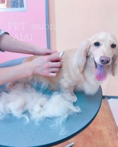 早割を使っていつでも綺麗に健康に!
トリミングレポートで健康チェック☆