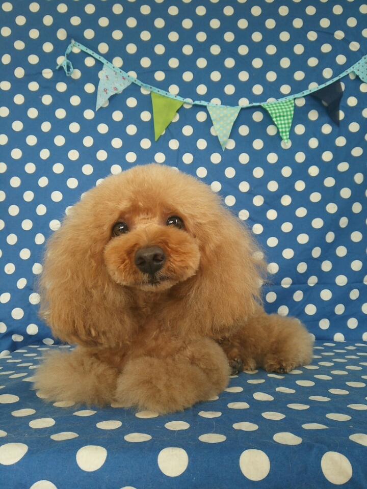 トリミングサロン 小さなトリミング屋さん LoversDog のトリミングカット-366の1枚目