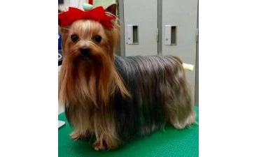 千葉県柏市のトリミングサロン 犬猫美容室・カトリのサムネイル1枚目