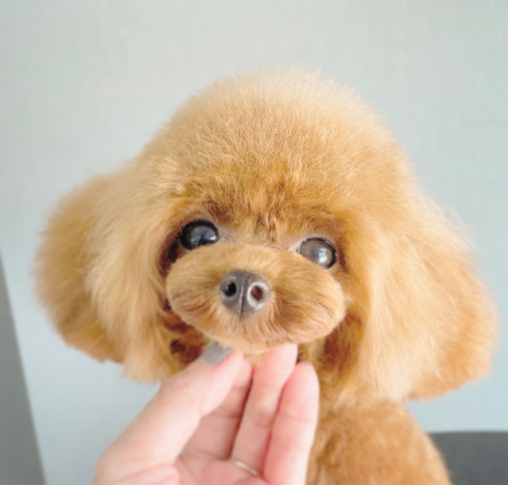 栃木県宇都宮市のトリミングサロン ドックサロン ホロホロの1枚目