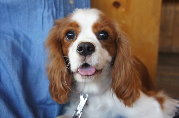 トリミングサロン ＳＯＲＡのトリミングカット-3473の1枚目
