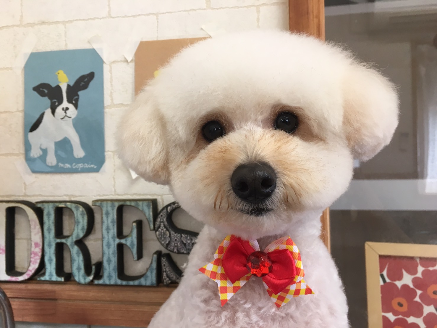 トリミングサロン Dog Salon DRESSのトリミングカット-3484の1枚目