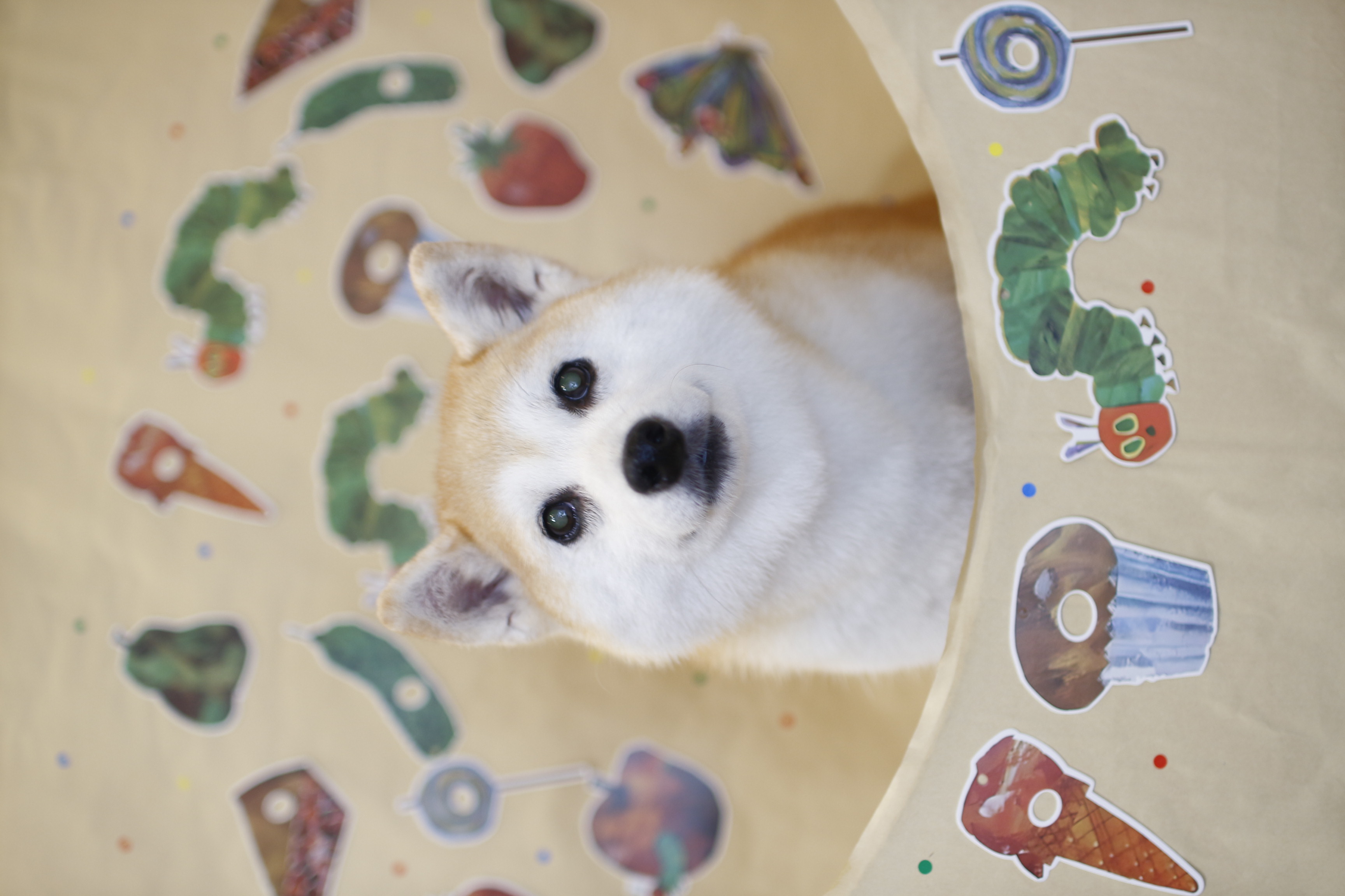 柴犬のトリミングカット dogsalon G-styleの1枚目