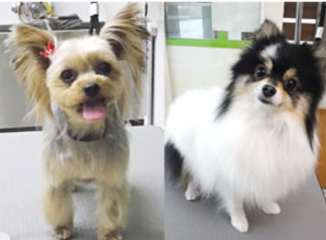 わんこ専門HostFamily　丸塚本店 6