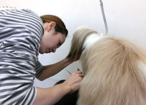 わんこ専門HostFamily　丸塚本店 4