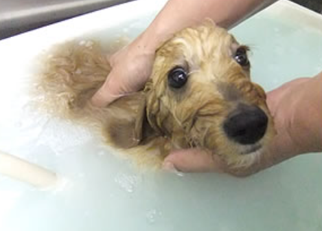 わんこ専門HostFamily　丸塚本店 3