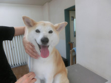 トリミングサロン ひなた～犬のやすらぎ～のトリミングカット-3512の1枚目