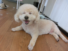 トリミングサロン ひなた～犬のやすらぎ～のトリミングカット-3510の1枚目