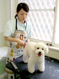 神奈川県大磯町のトリミングサロン 大磯どうぶつ病院のサムネイル2枚目