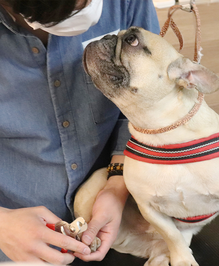 グルーミングを通じて飼い主様とわんこに笑顔と幸せな生活をサポートいたします