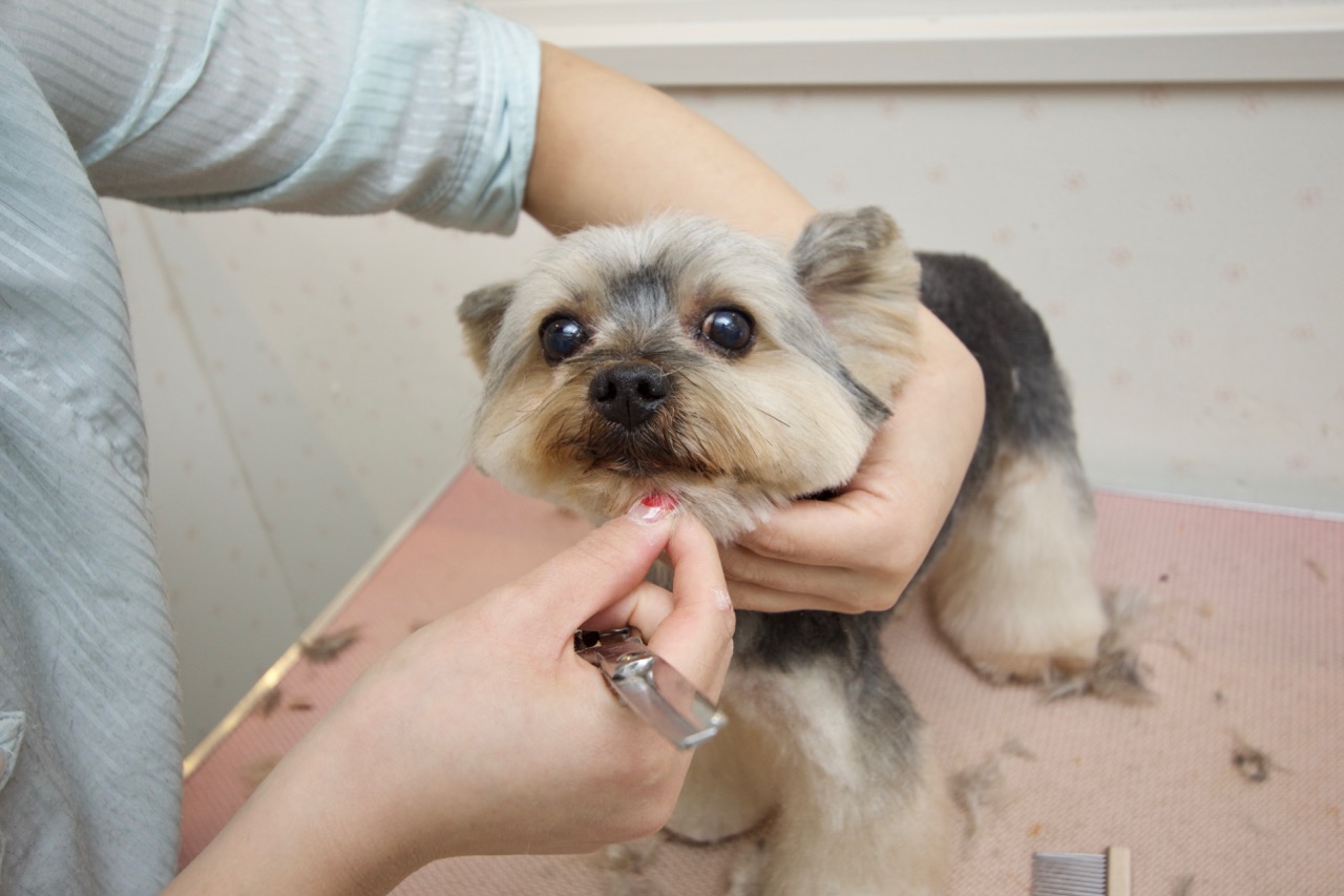 技術力のあるトリマーが愛犬を可愛く致します♡