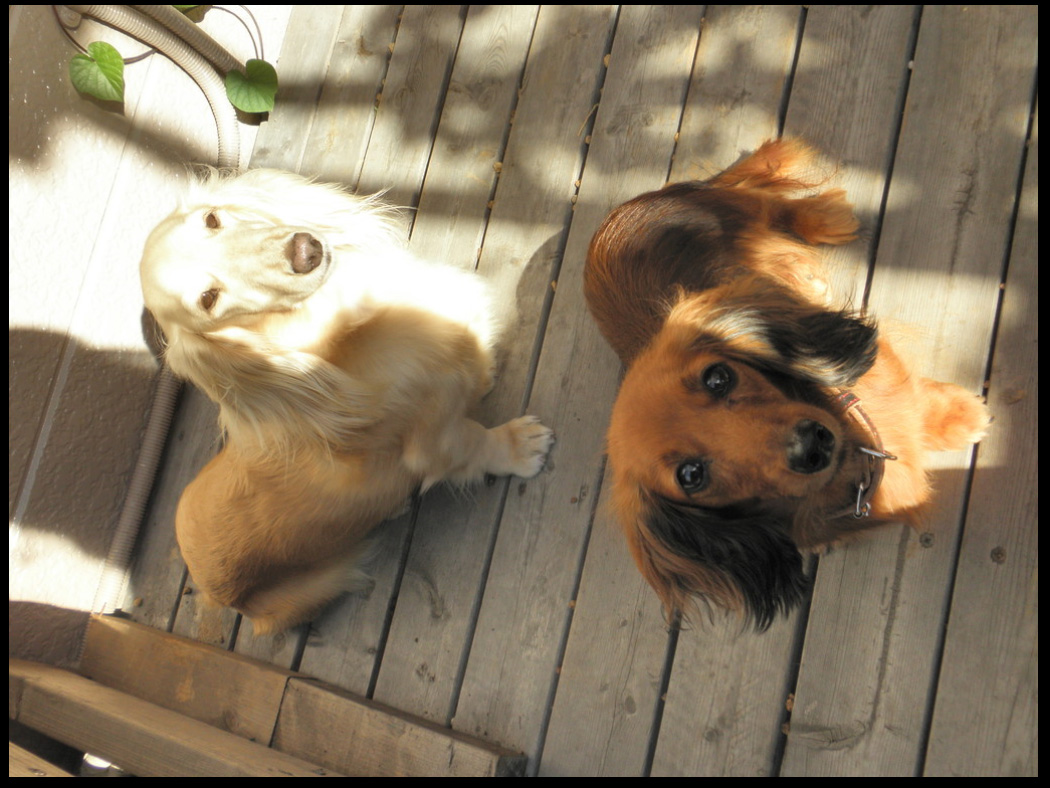 Dog Salon wacholab village 6