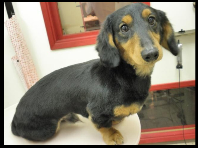 Dog Salon wacholab village 5