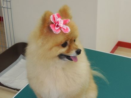 神奈川県横浜市中区のトリミングサロン HAPPY DOGのサムネイル1枚目