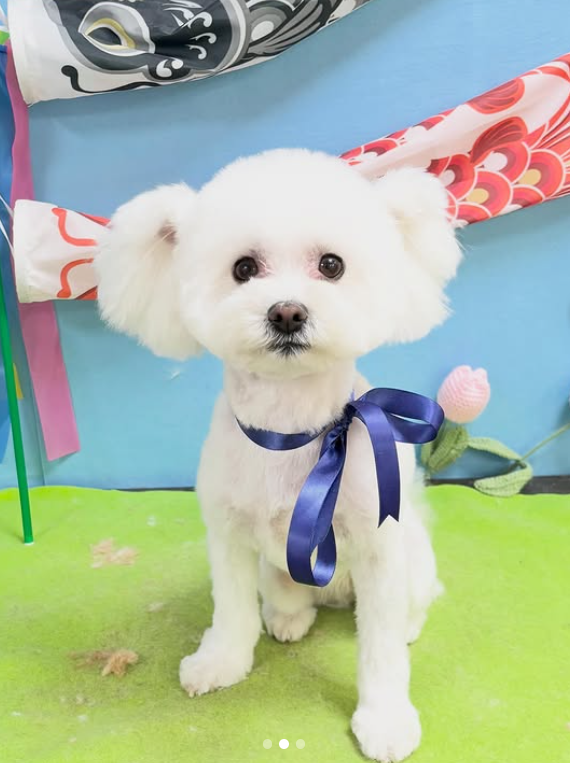 ミックス犬のカット 2