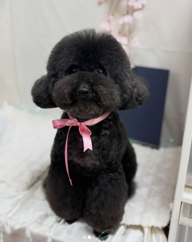 トイプードルのトリミングカット Lovewanco 中央店の1枚目