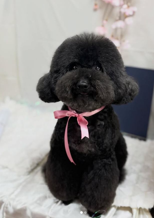 トイプードルのトリミングカット Lovewanco 中央店の2枚目