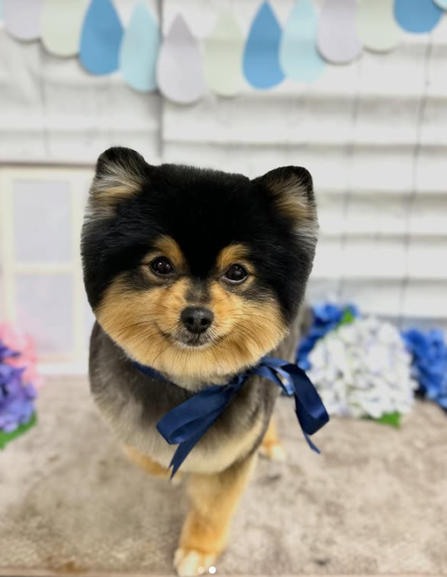 ミックス犬のカット 2