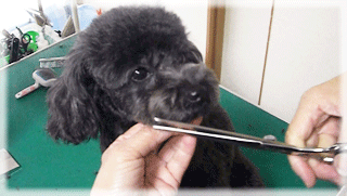 神奈川県大和市のトリミングサロン 小型犬専門トリミングサロン Tenderのサムネイル1枚目