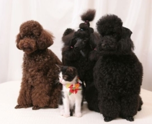 ドッグサロンアトランティス 3