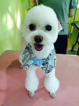 トリミングカット 犬の美容院　みぃーな長浜店の1枚目