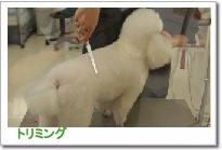 トリミングカット 犬の美容院　みぃーな長浜店の1枚目